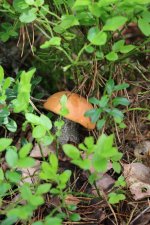 Первый грибочек найденный в лесу.jpg