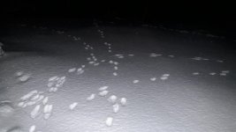 20220301_010218.jpg 20220301_010218.jpg