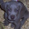 Weimaraner_small3.jpg