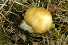 Russula.foetens.-.lindsey.jpg