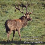 cervus_elaphus_db0704.jpg