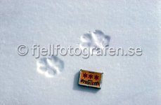 Tracks_of_Arctic_Fox_6998.jpg