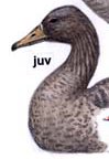 juv.jpg