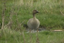 Tundra-Bean-Goose-Haverton-22.jpg