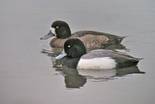 Scaup,_Greater_pair_Len_Blumin.jpg