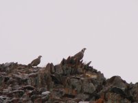 Kazahstāna 2011 049.jpg Kazahstāna 2011 049.jpg
