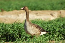 whitefrontedgoose.jpg