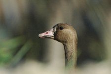 whitefrontedgoose1.jpg