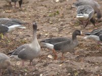 Greenland White-fronted Goose, W of Burnham Market, 10-Mar-06 (A8) L.JPG