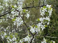 IMG_4290.jpeg