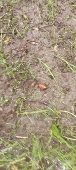 IMG_20250609_155735.jpg
