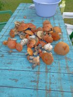 IMG_20250622_131859.jpg