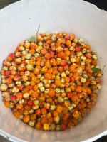 IMG_9065.jpeg