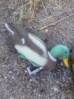 IMG_2074.jpeg