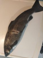 IMG_20231003_153948.jpg