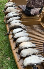IMG_7102.jpeg