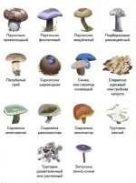 zM0IPXcCj6EwrEJpV4P7jdZBA5a6fS9TOnbu5HITuR2qBURAcJKOjNNIXzOyQom9SQoGZTX9DiGbQHCSNlqYLdTC.jpg