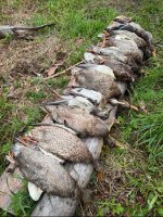 IMG_7331.jpeg