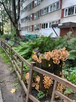 IMG_9347.jpeg