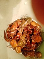IMG_20250818_074702_663.jpg