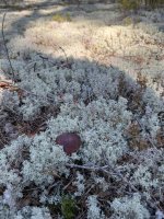 IMG_0361.jpeg