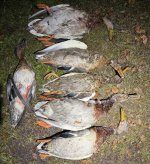 IMG_7522.jpeg