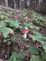 IMG_20250912_183003.jpg