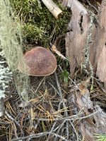 IMG_0388.jpeg