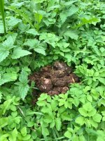 IMG_6364.jpeg