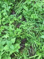 IMG_6365.jpeg