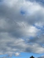 IMG_1358.jpeg