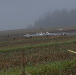 IMG_2058.jpeg