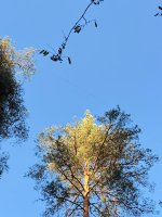IMG_2009.jpeg