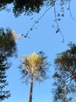 IMG_2010.jpeg