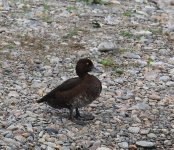 чернеть самка (1).jpg