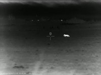 Лиса выстрел.MP4_snapshot_00.59_[2025.11.30_22.27.19].jpg