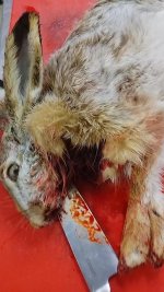 Добыт 03.01.26_попадание.jpg