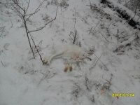 невский 012.jpg
