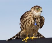 MerlinFalconry-92-of-92.jpg