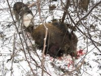 IMG_1182.JPG IMG_1182.JPG