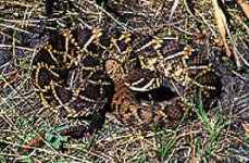 Eastern Diamod Rattlesnake.jpg