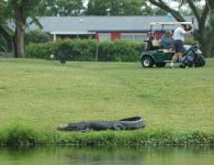 Park Golf course alligator.JPG