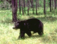 FL B Bear 1500 from 12 000.jpg