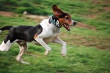 Treeingwalker coonhound.jpg