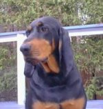 the Bloodhound, and the Black And Tan Virginia Foxhound. The Black and Tan Coonhound.jpg