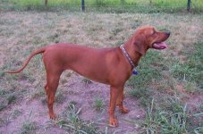 Redbone_Coonhound Irish setters Bloodhound  TeNesee Peter Redbone.jpg