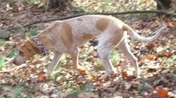 Redtick Coonhound.jpg