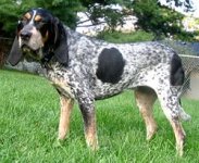 Bluetick Coonhound.jpg