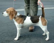 Beagle.jpg