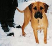 Blackmouth Cur  Alabama.jpg